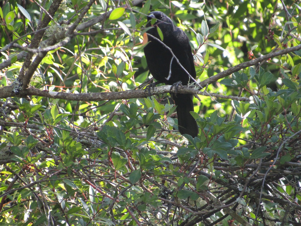 Austral Blackbird - Javiera Carrasco Icart