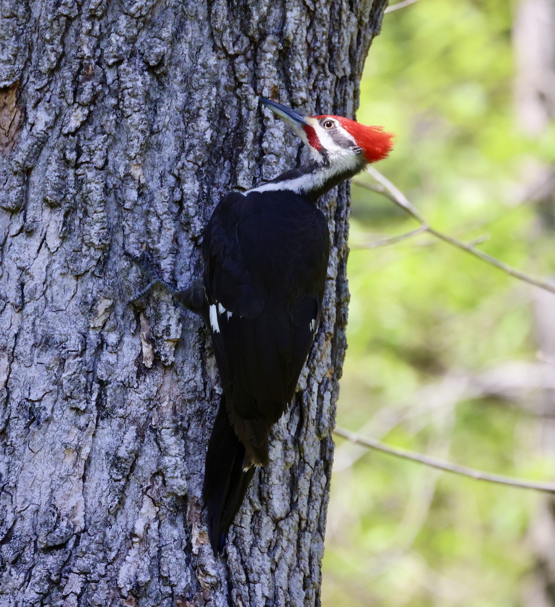 Pileated Woodpecker - ML617282033