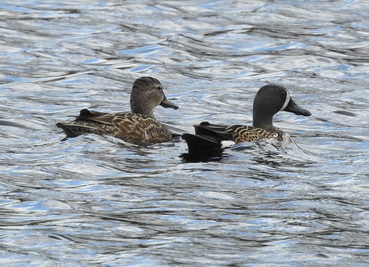 Blue-winged Teal - ML617282046