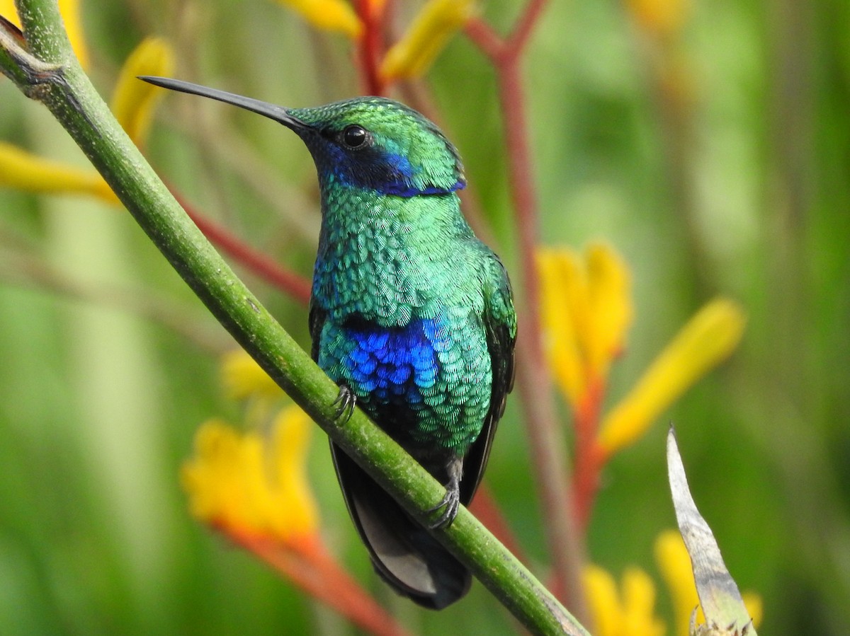 kolibřík modrolící - ML617282067
