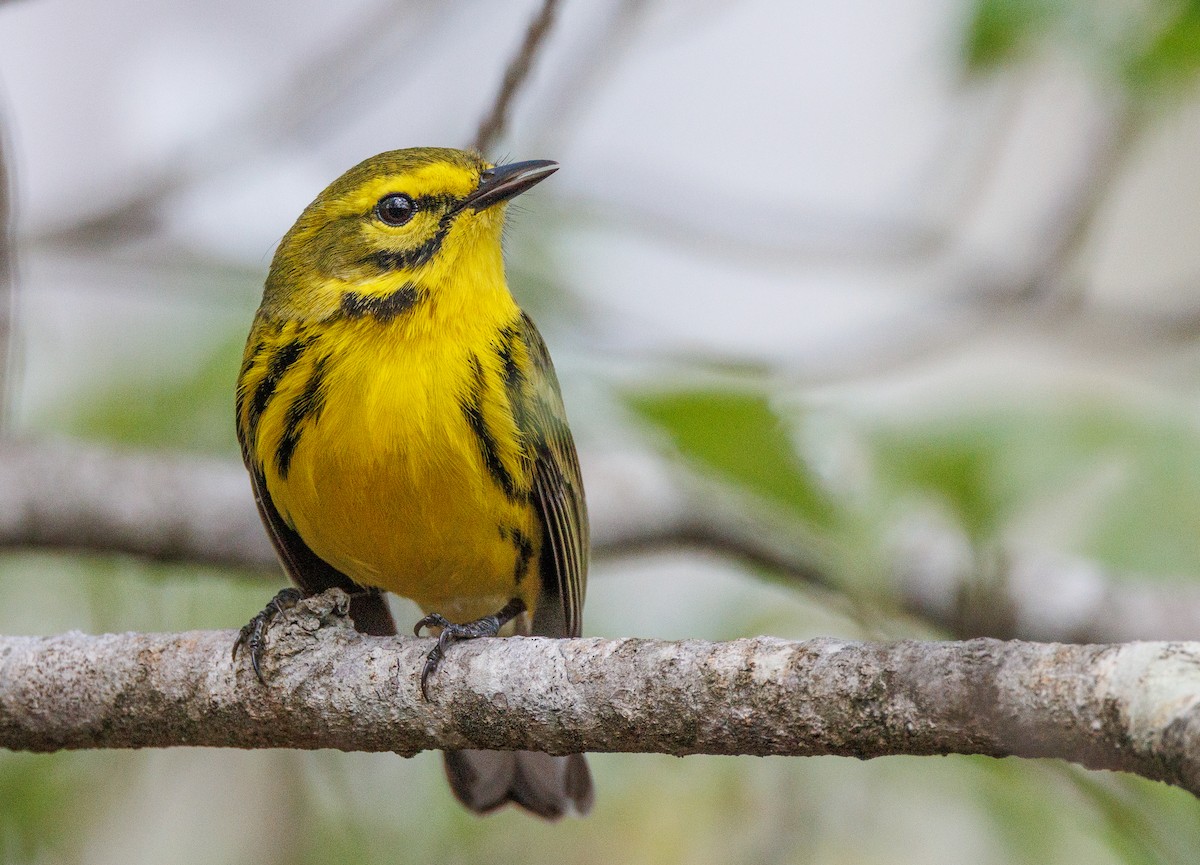 Prairie Warbler - ML617282068