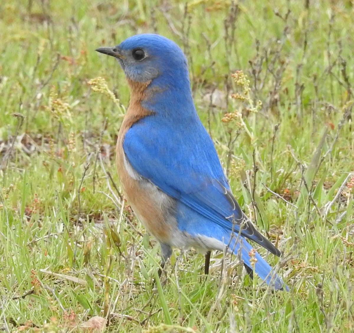 Eastern Bluebird - Fred Shaffer