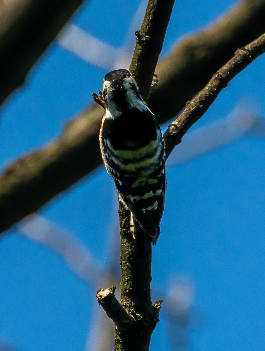 Lesser Spotted Woodpecker - ML617282120