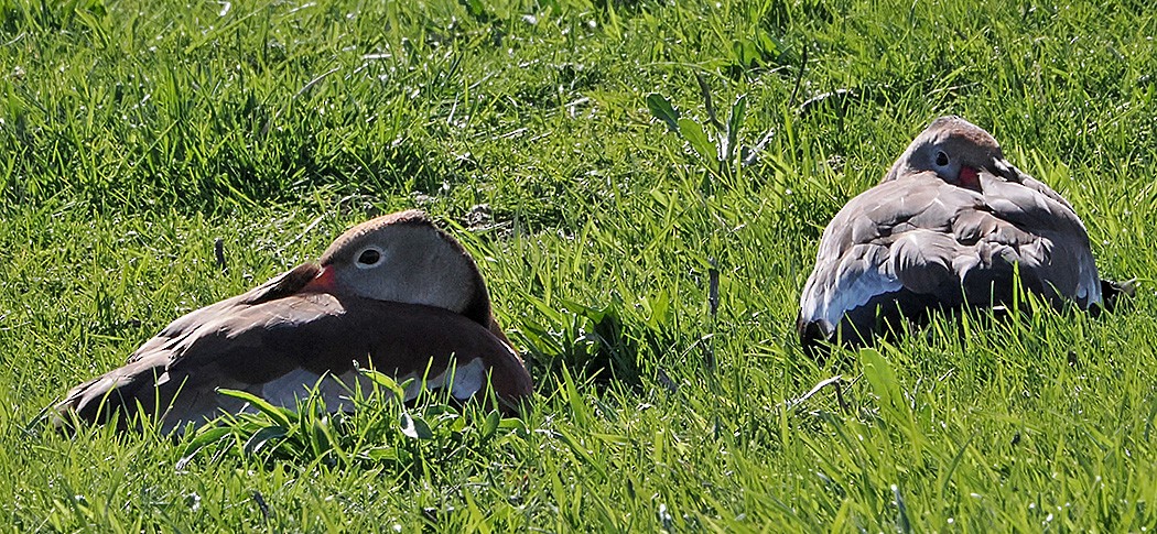 Black-bellied Whistling-Duck - Patricia Rettig