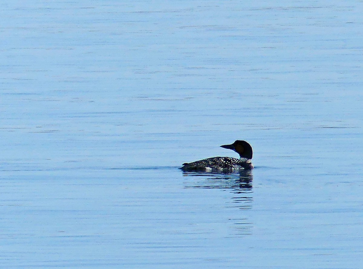 Plongeon huard - ML617282177