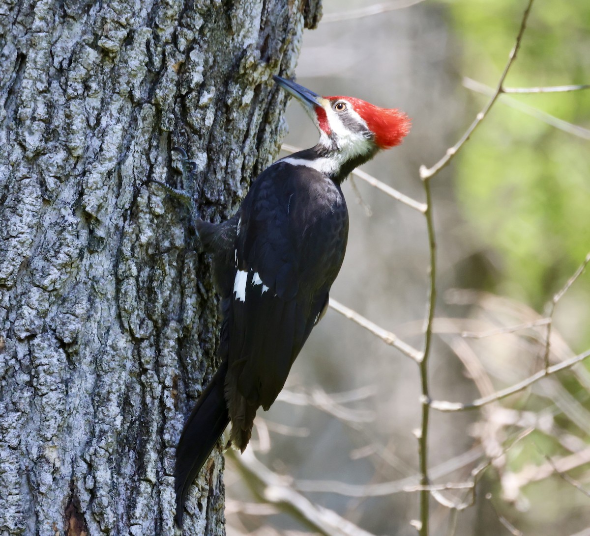 Pileated Woodpecker - ML617282185