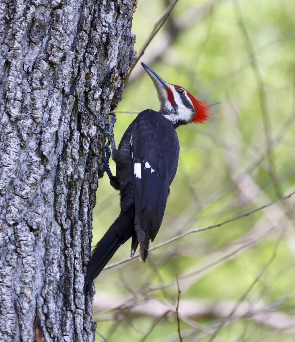 Pileated Woodpecker - ML617282208