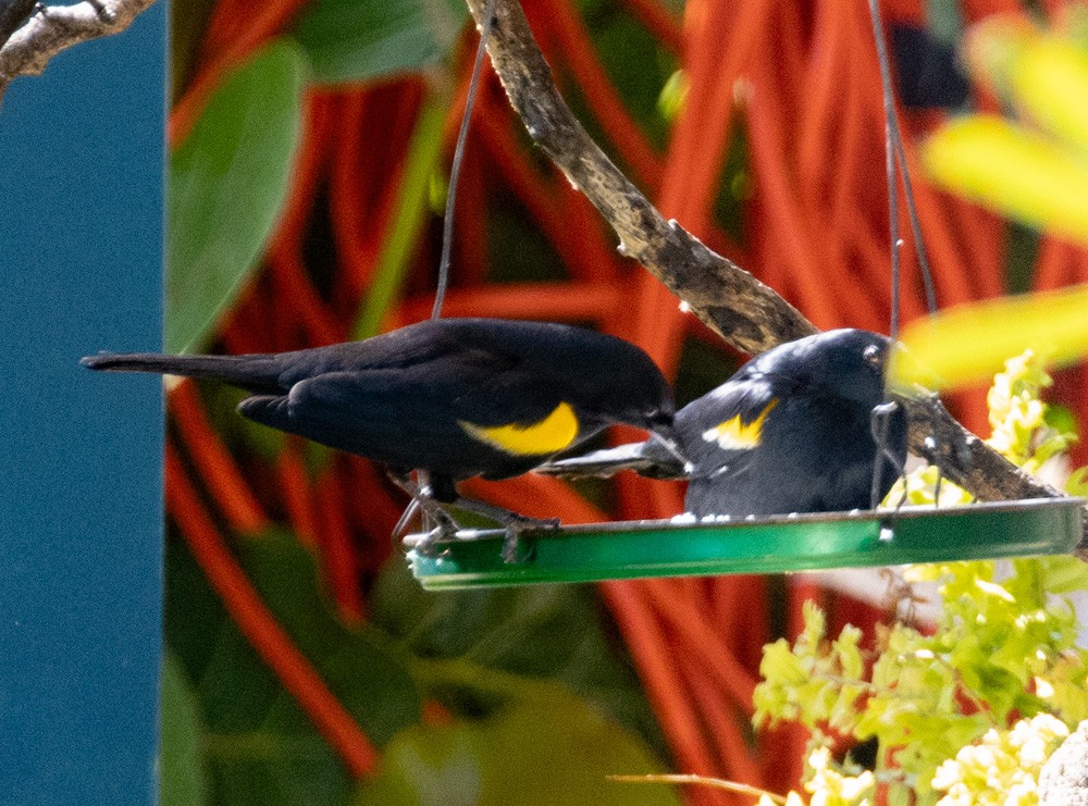 Yellow-shouldered Blackbird - Lindy Fung
