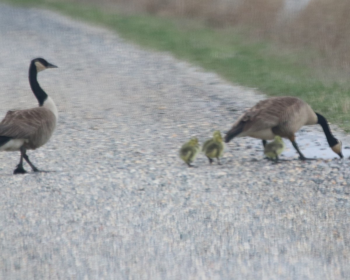 Canada Goose - ML617282234