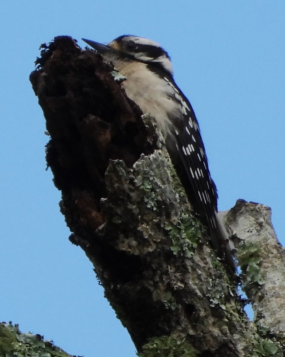 Downy Woodpecker - Eric Haskell