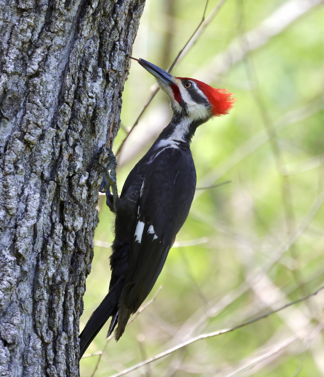 Pileated Woodpecker - ML617282255