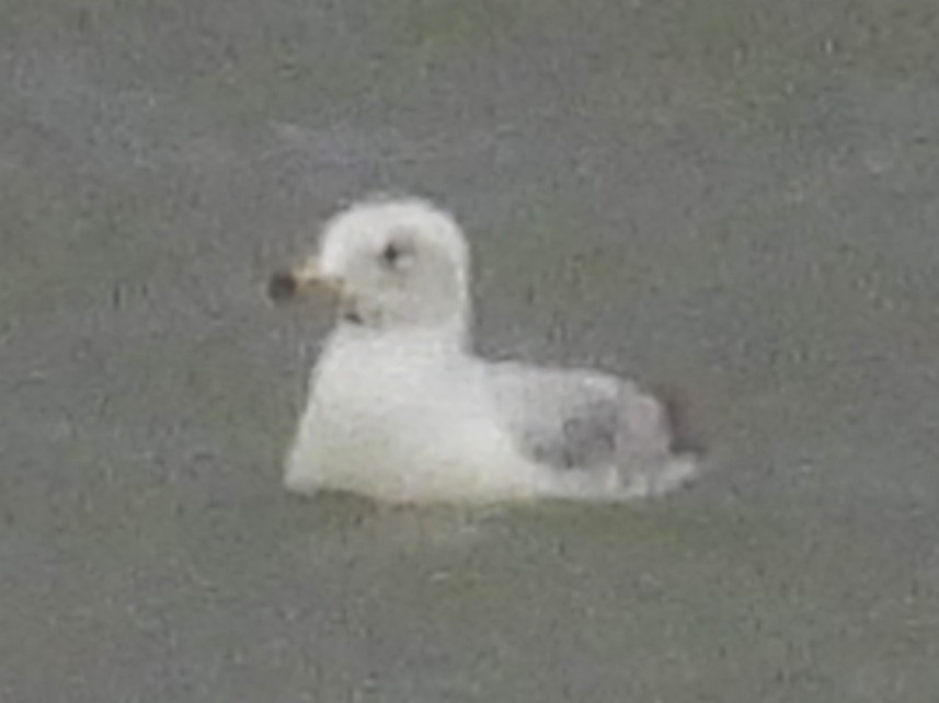 Ring-billed Gull - ML617282262