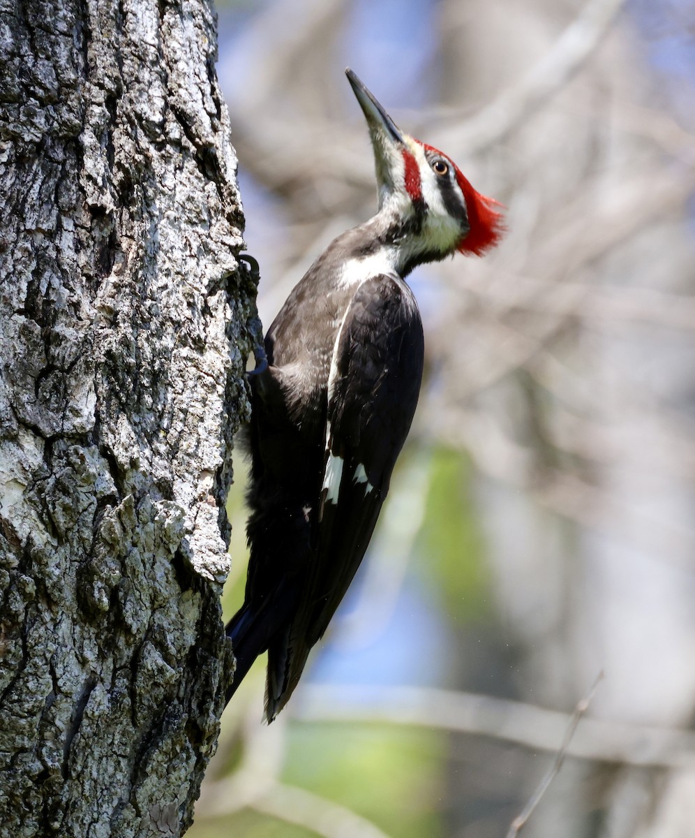 Pileated Woodpecker - ML617282295