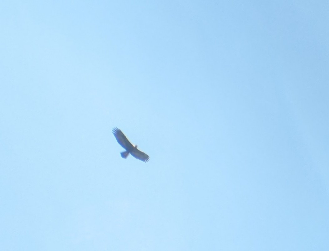 Aquila reale - ML617282345