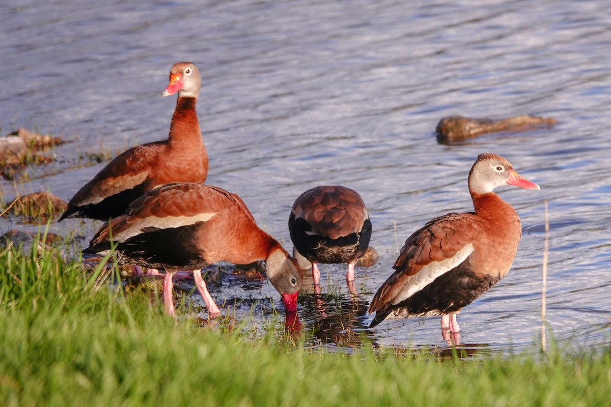 Black-bellied Whistling-Duck - Peter  Dy-Liacco
