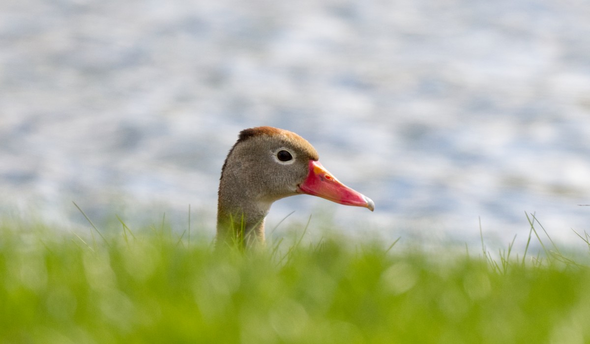 Black-bellied Whistling-Duck - ML617282373