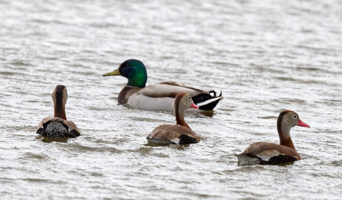 Black-bellied Whistling-Duck - Travis Vance