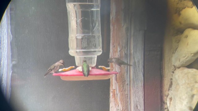 Black-chinned Hummingbird - ML617282375