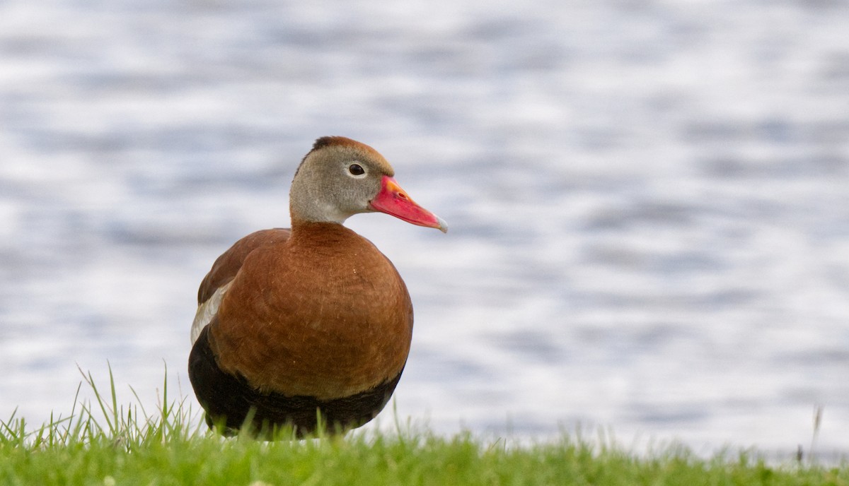 Black-bellied Whistling-Duck - ML617282394