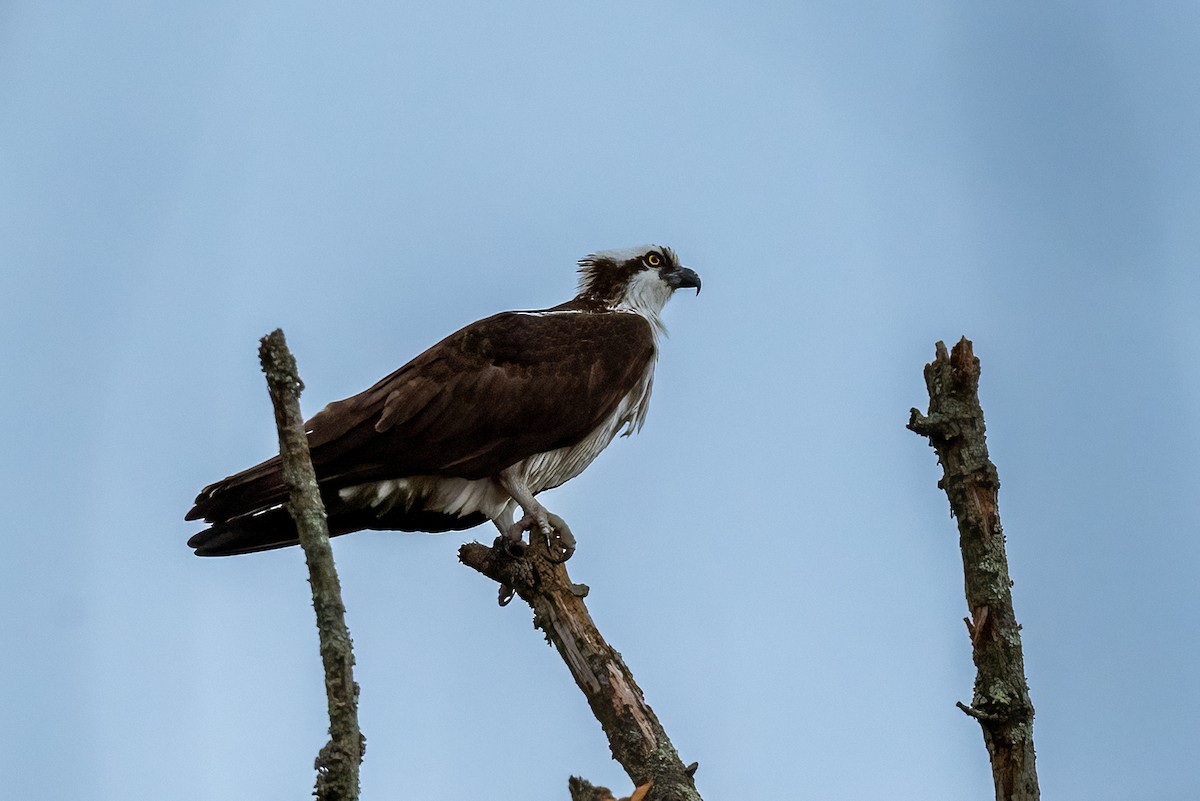 Osprey - ML617282408