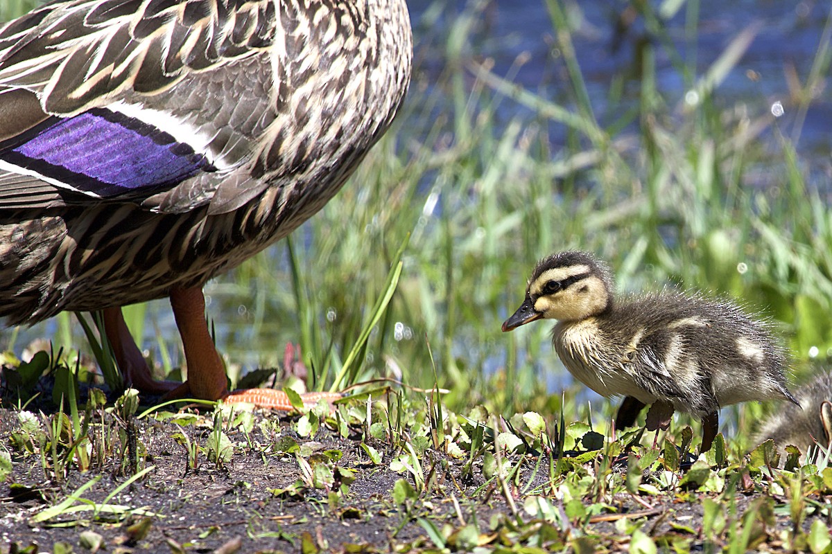 Mallard - ML617282423