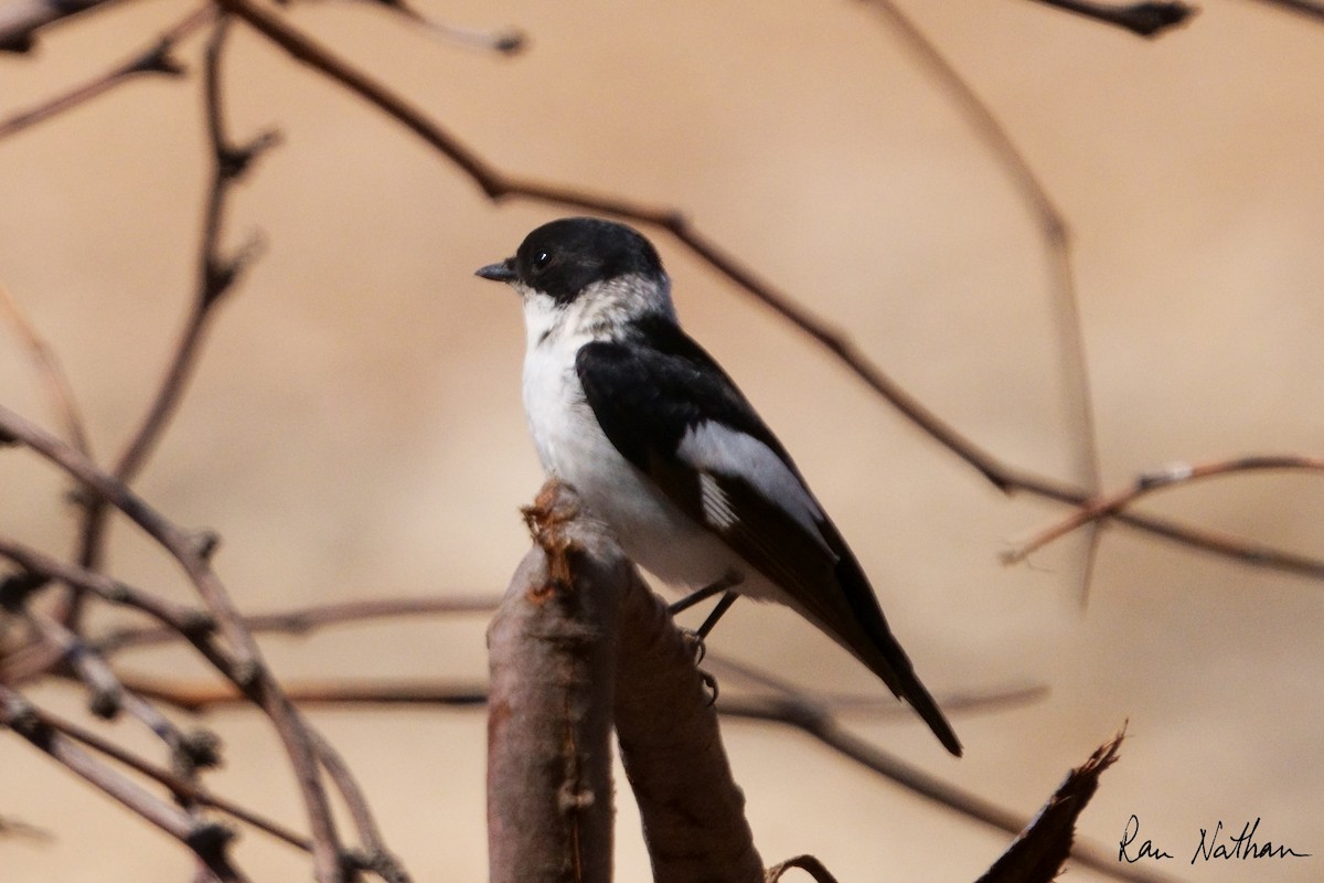 Collared Flycatcher - Ran Nathan