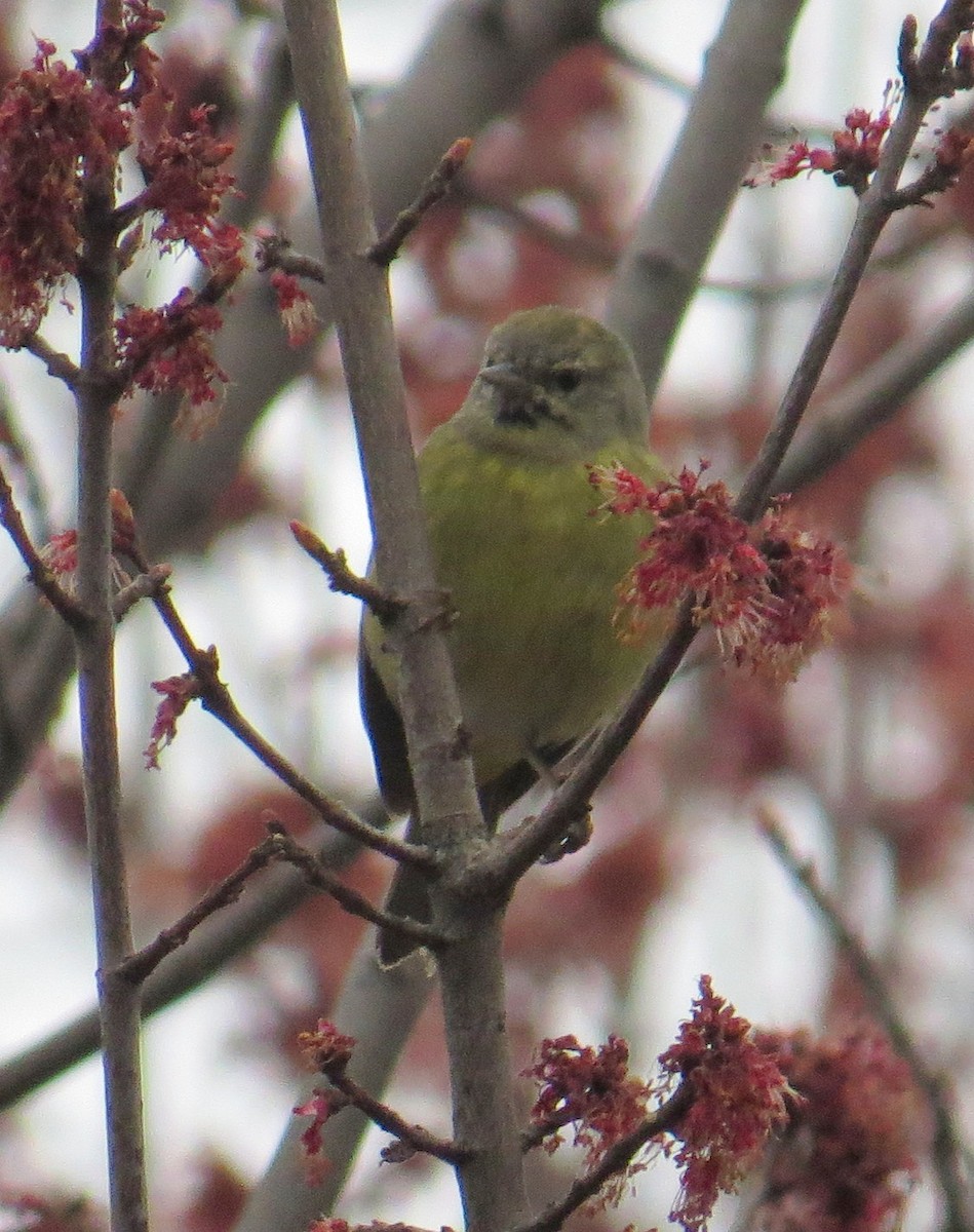 Orange-crowned Warbler (Gray-headed) - ML617282483