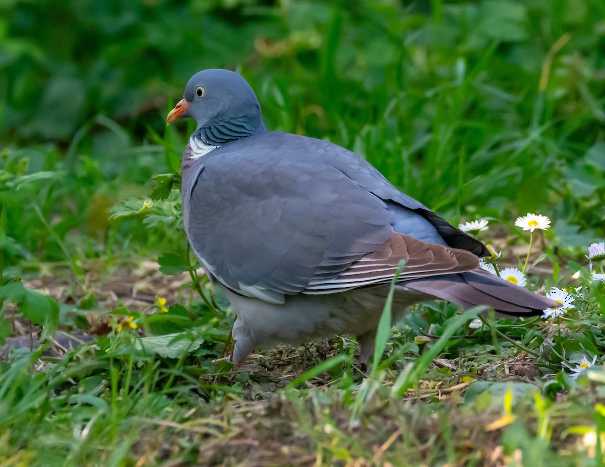 Common Wood-Pigeon - ML617282523
