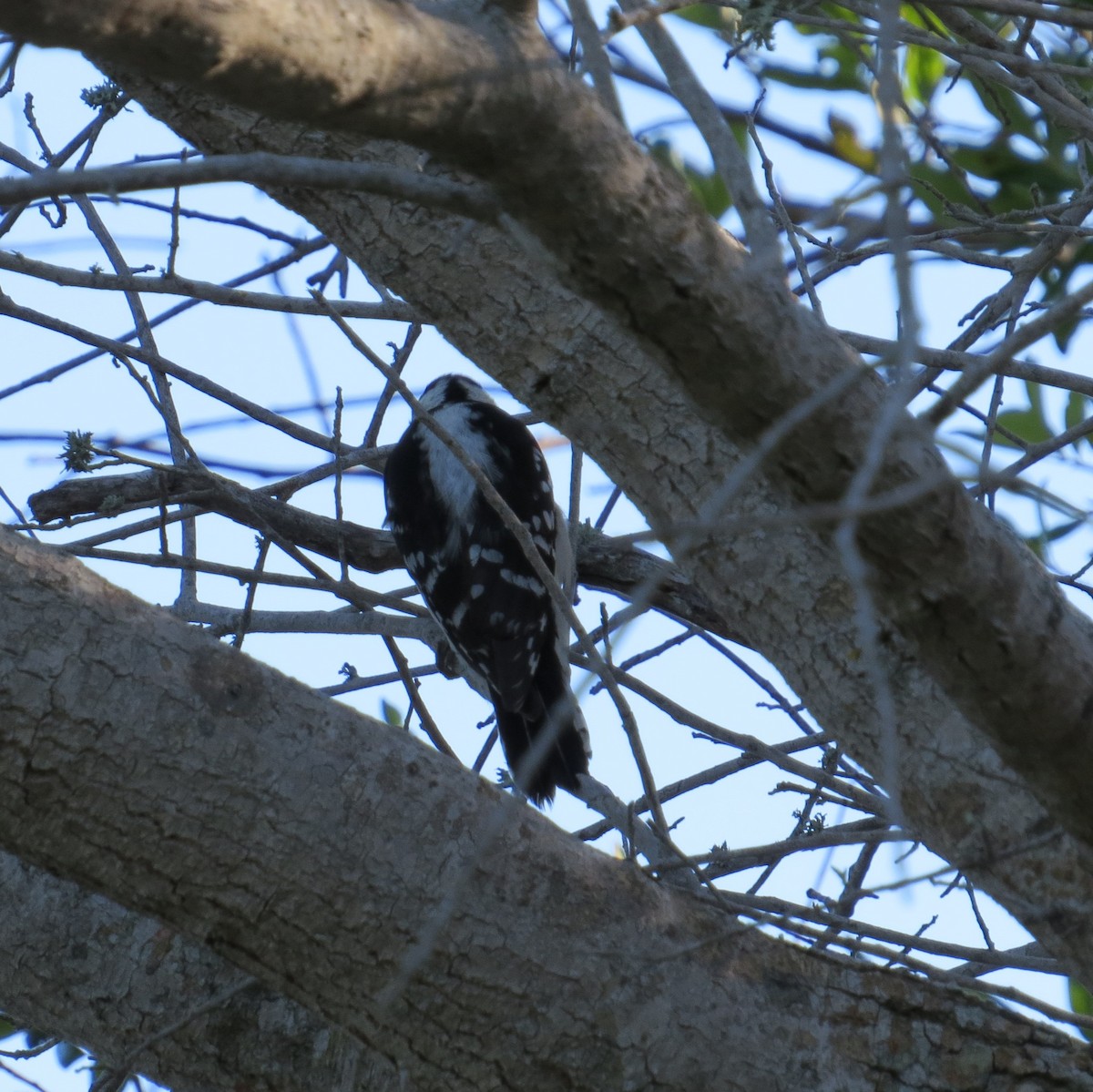 Downy Woodpecker - Sharon Masturzo