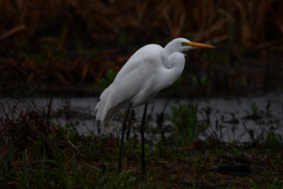 Grande Aigrette - ML617282616