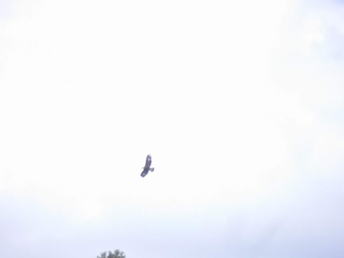 Белоголовый орлан - ML617282617