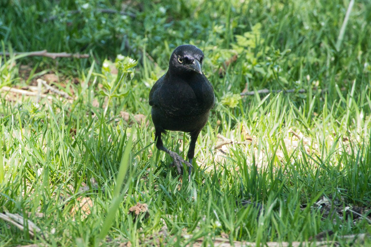 Brewer's Blackbird - Larry Jordan