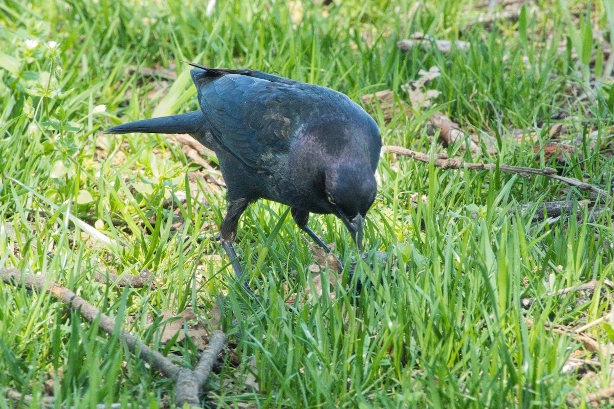 Brewer's Blackbird - Larry Jordan