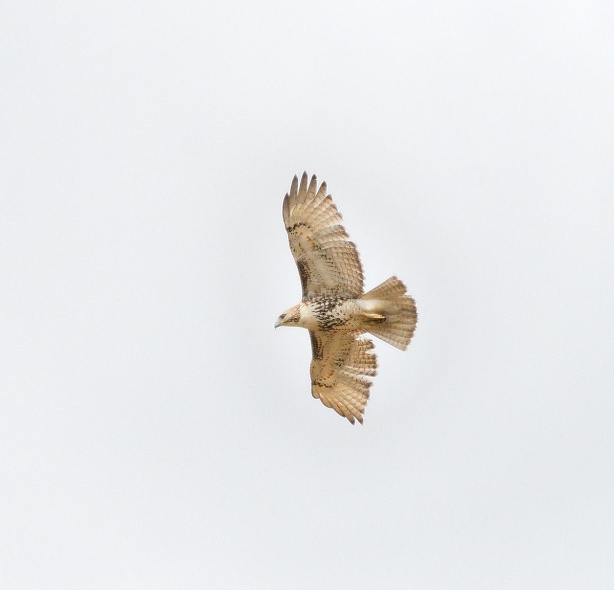 Red-tailed Hawk - Jaime Thomas