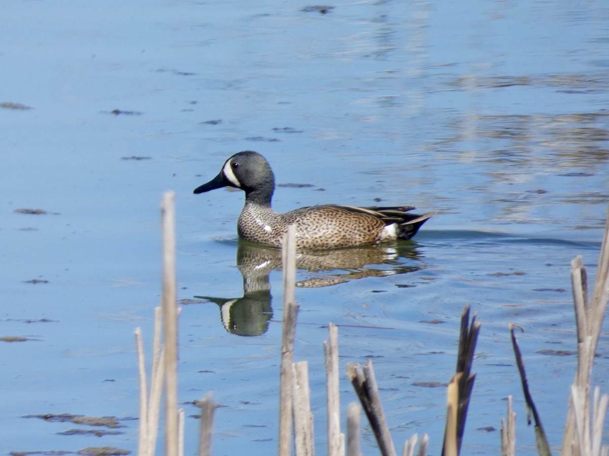 Blue-winged Teal - Cynthia Madsen