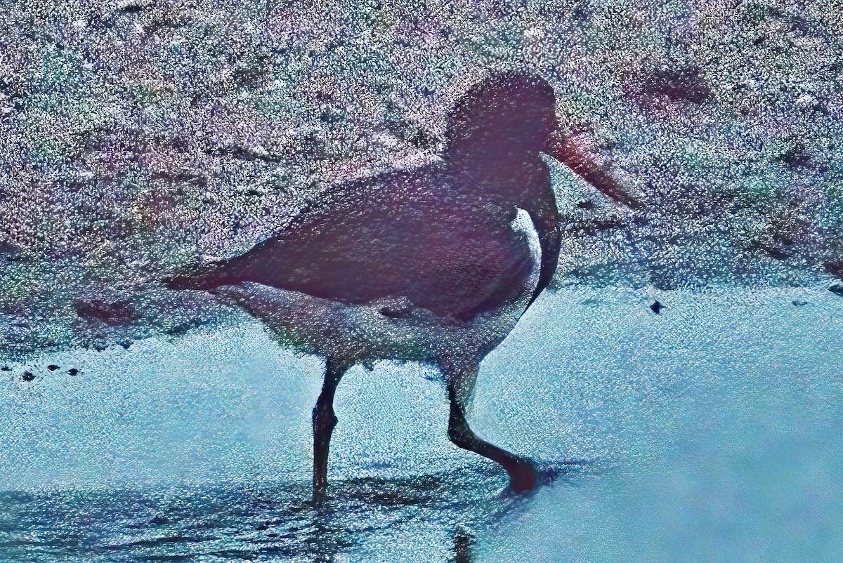 Pied Oystercatcher - ML617282827