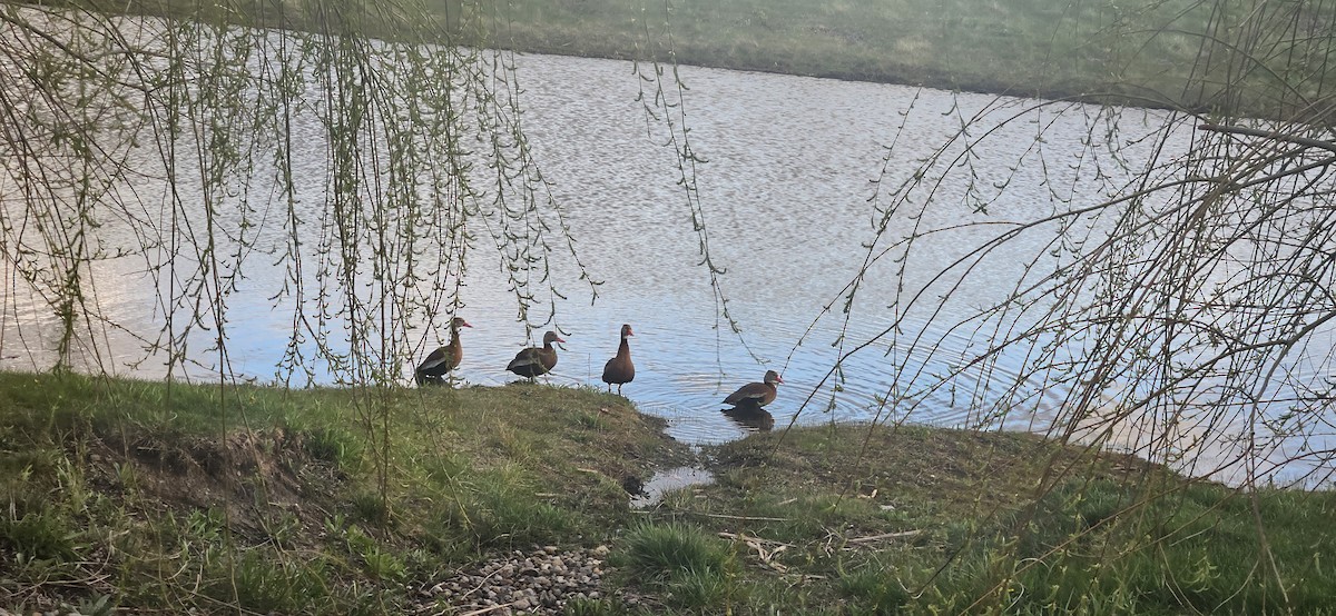 Black-bellied Whistling-Duck - ML617282848