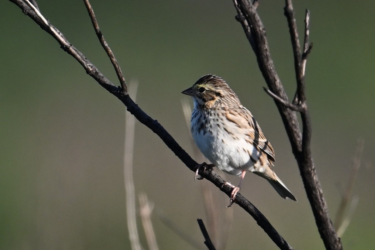 Savannah Sparrow - ML617282904