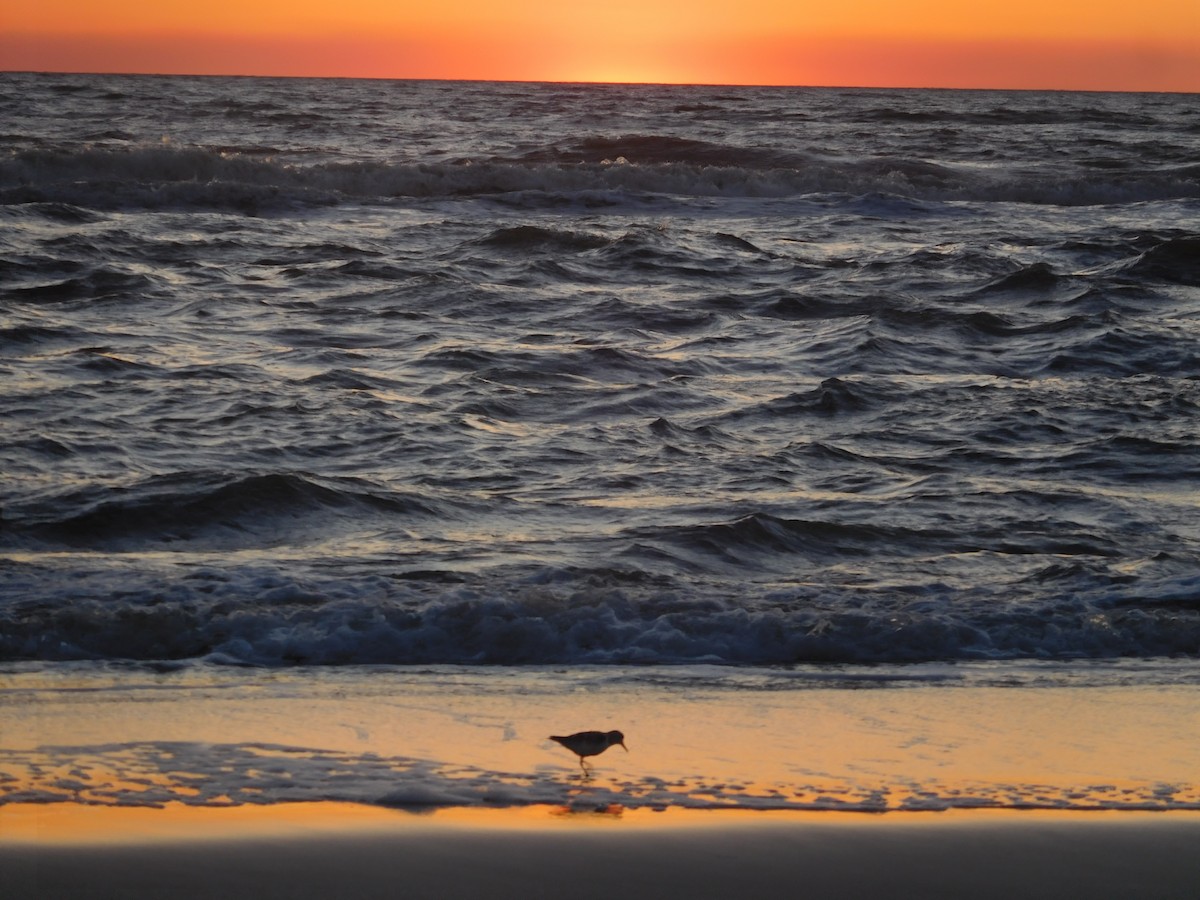 Snowy Plover - ML617282972