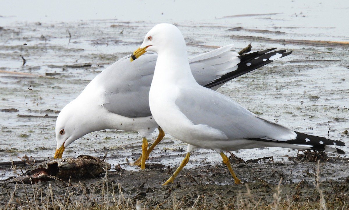 Ring-billed Gull - Pam Hawkes