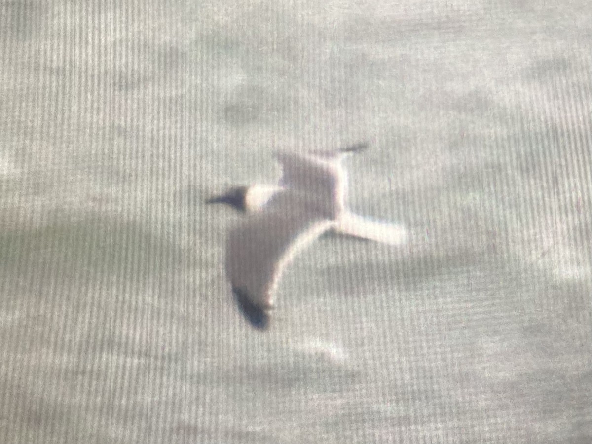 Gaviota Guanaguanare - ML617283121