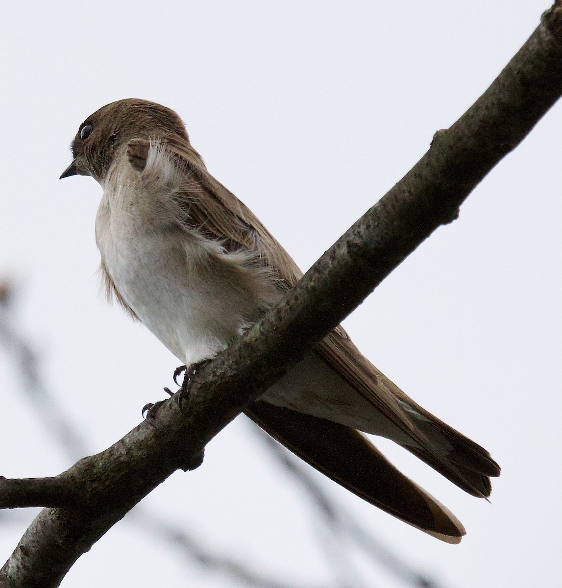 Northern Rough-winged Swallow - ML617283135