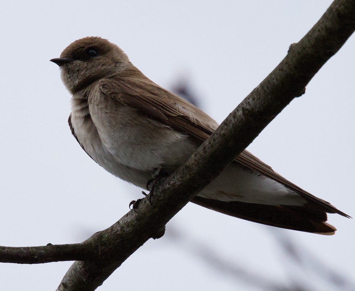 Northern Rough-winged Swallow - ML617283138