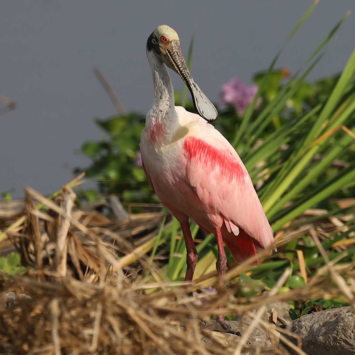 Roseate Spoonbill - ML617283150