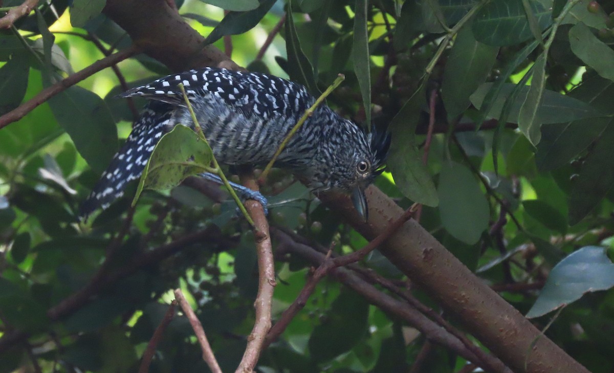 Barred Antshrike (Barred) - ML617283159