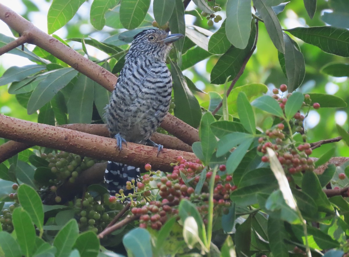 Barred Antshrike (Barred) - ML617283175