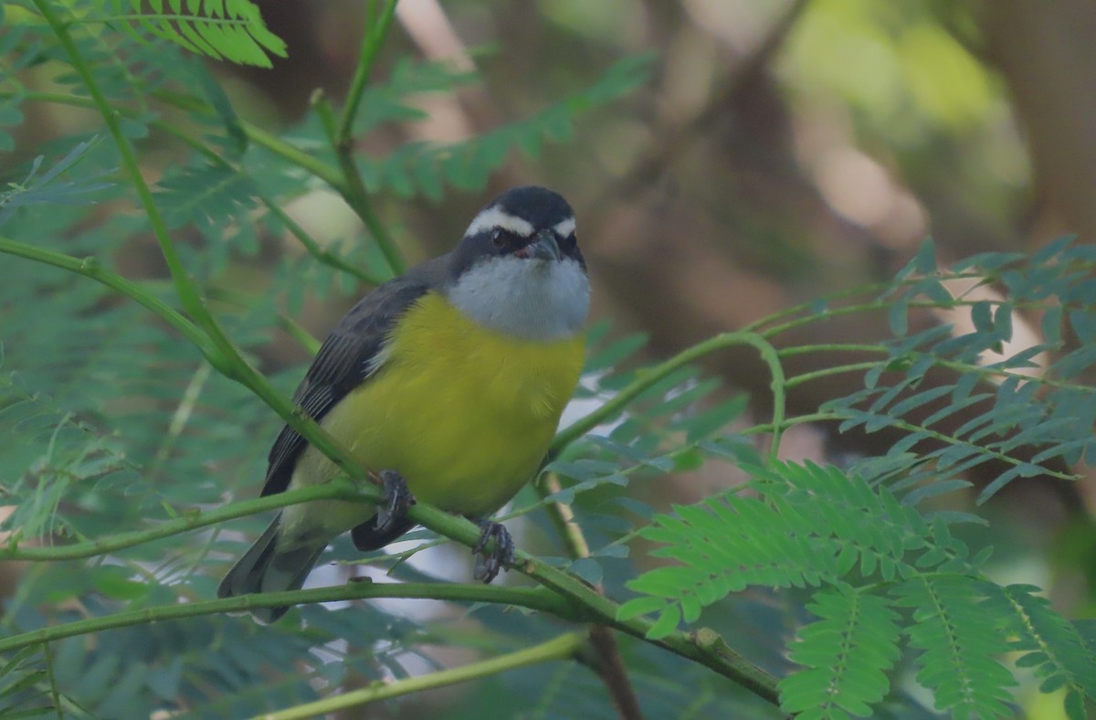 Bananaquit - ML617283212