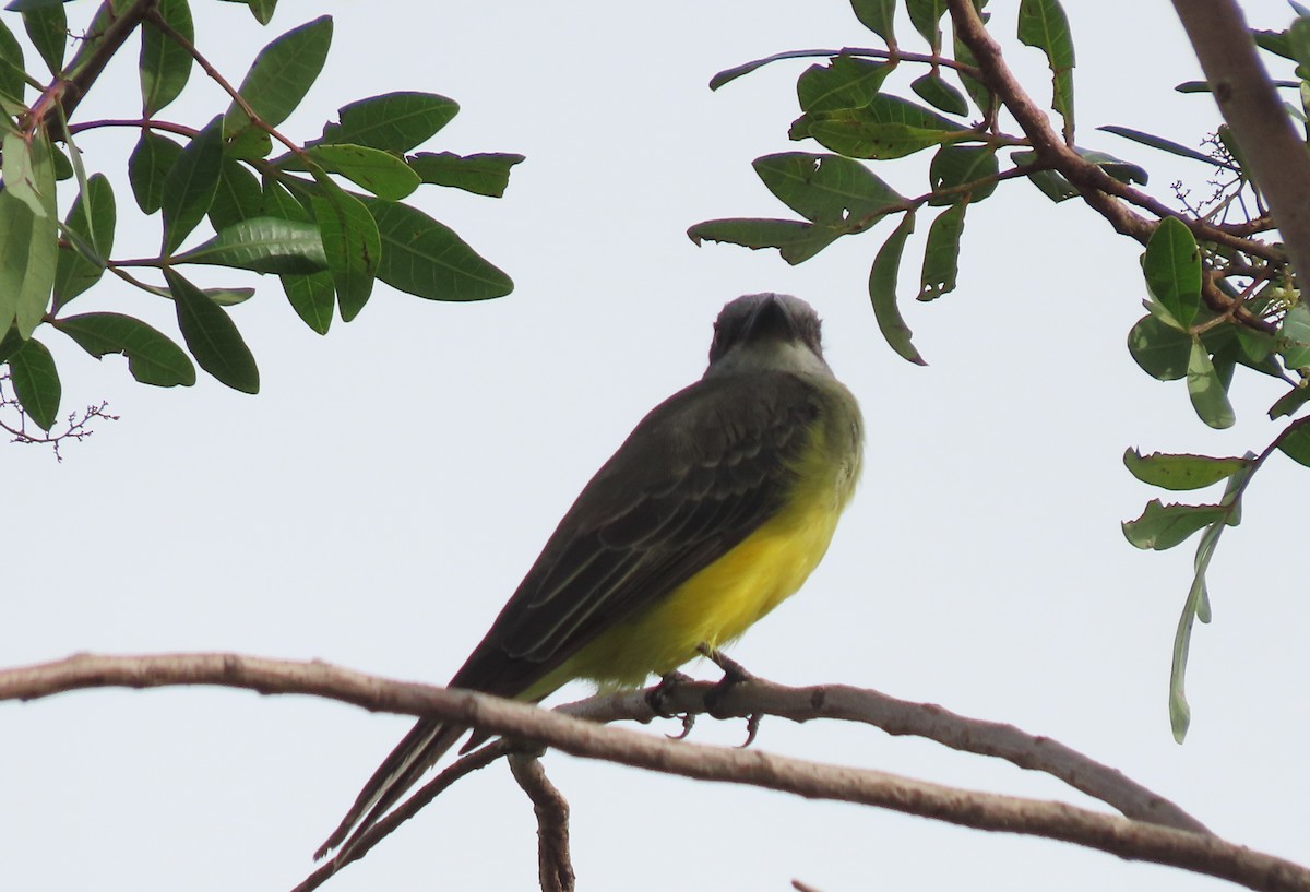 Tropical Kingbird - Fabio Barata