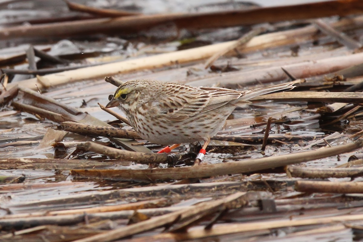 Savannah Sparrow - Ronnie Van Dommelen