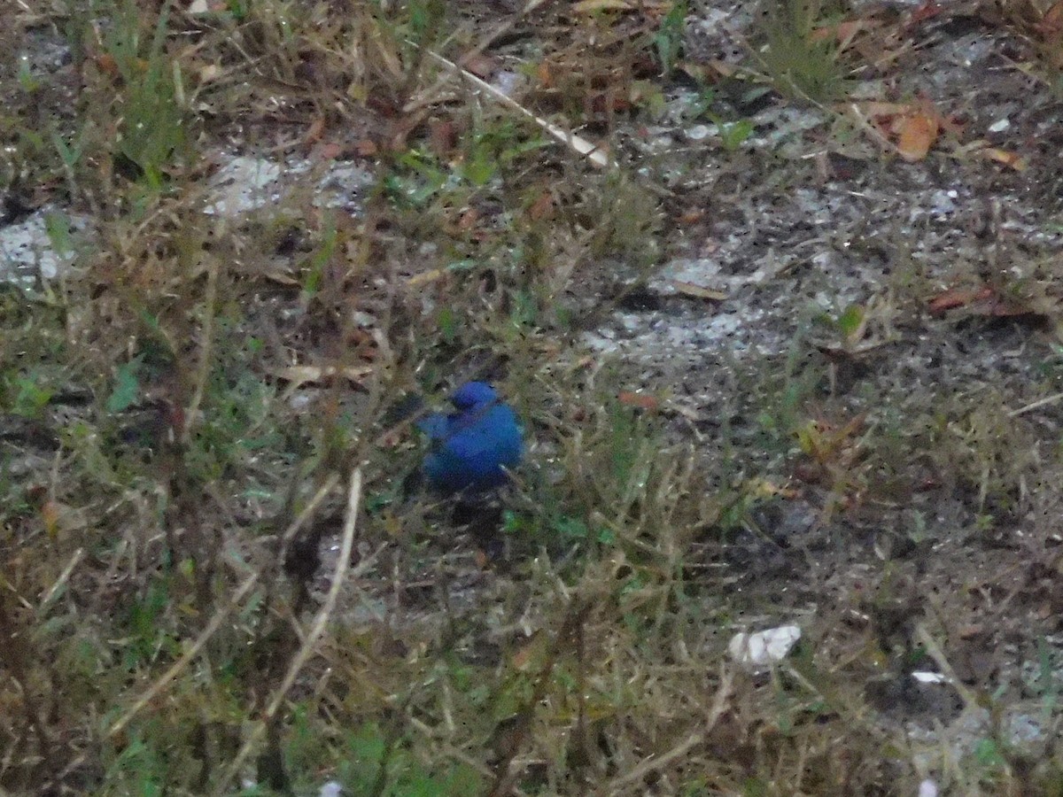 Indigo Bunting - ML617283249